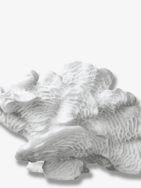 Coral, Large Fan, White