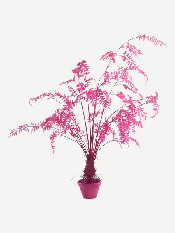 Fern in pot pink small