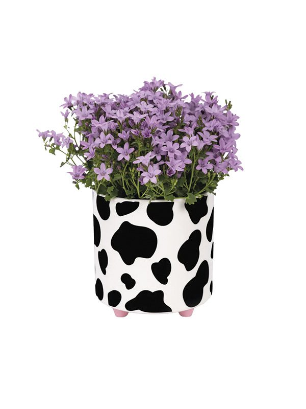 Plant pot cow