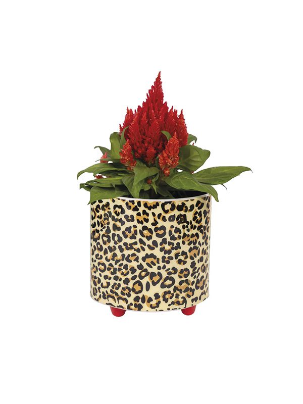 Plant pot leopard