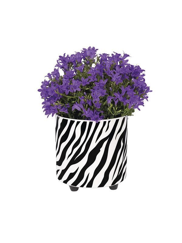 Plant pot zebra
